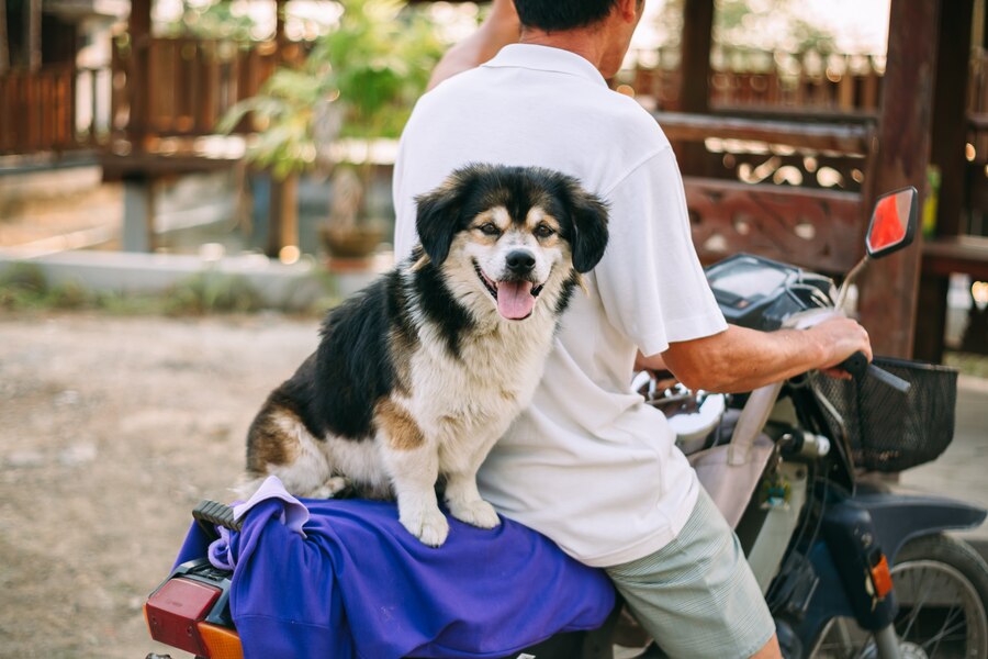 dog carrier for motorcycle